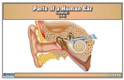 Laminate & cut Parts of a Human Ear