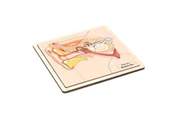 Parts of a Human Ear Puzzle and Cards (3-6)