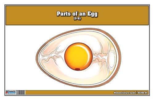 Parts of an Egg Nomenclature Cards (3-6)