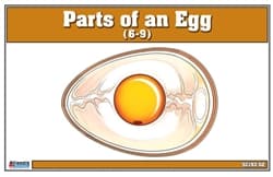 Parts of an Egg Nomenclature Cards (6-9)