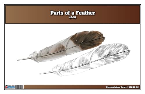 Parts of a Feather Nomenclature Cards (6-9)