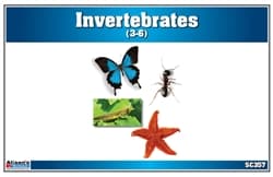 Invertebrates Nomenclature Cards
