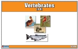 Vertebrates Nomenclature Cards