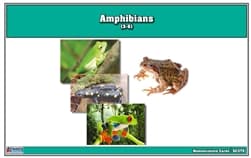 Amphibians Nomenclature Cards