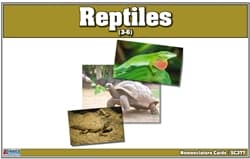 Reptiles Nomenclature Cards
