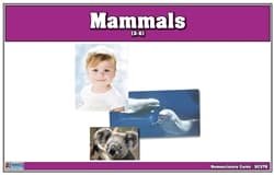 Mammals Nomenclature Cards