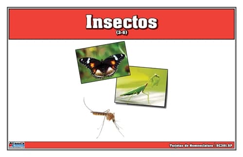 Tarjetas de Nomenclatura de Insectos