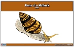 Parts of a Mollusk Nomenclature Cards 6-9