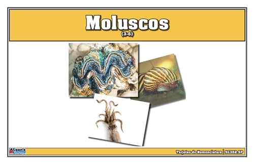 Tarjetas de Nomenclatura de Moluscos