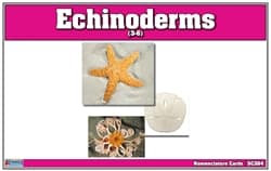 Echinoderms Nomenclature Cards