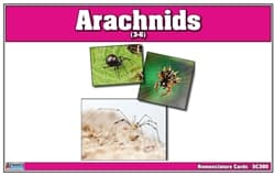 Arachnids Nomenclature Cards