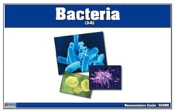 Bacteria Nomenclature Cards