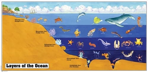 Layers of the Ocean (Complete Set)