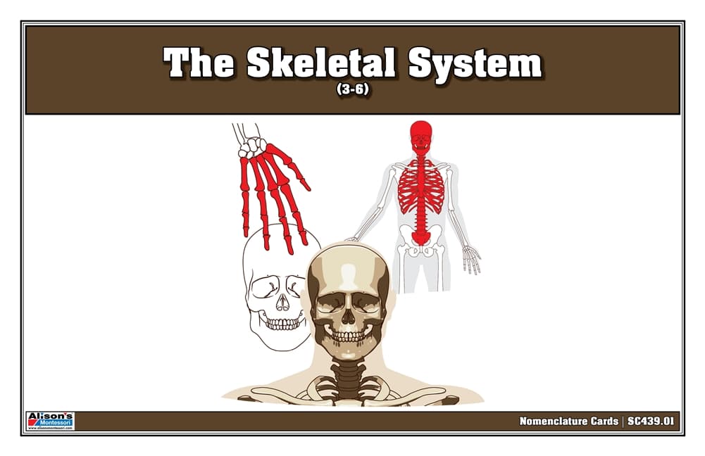 Skeletal System – Nomenclature Cards (Ages 3–6)