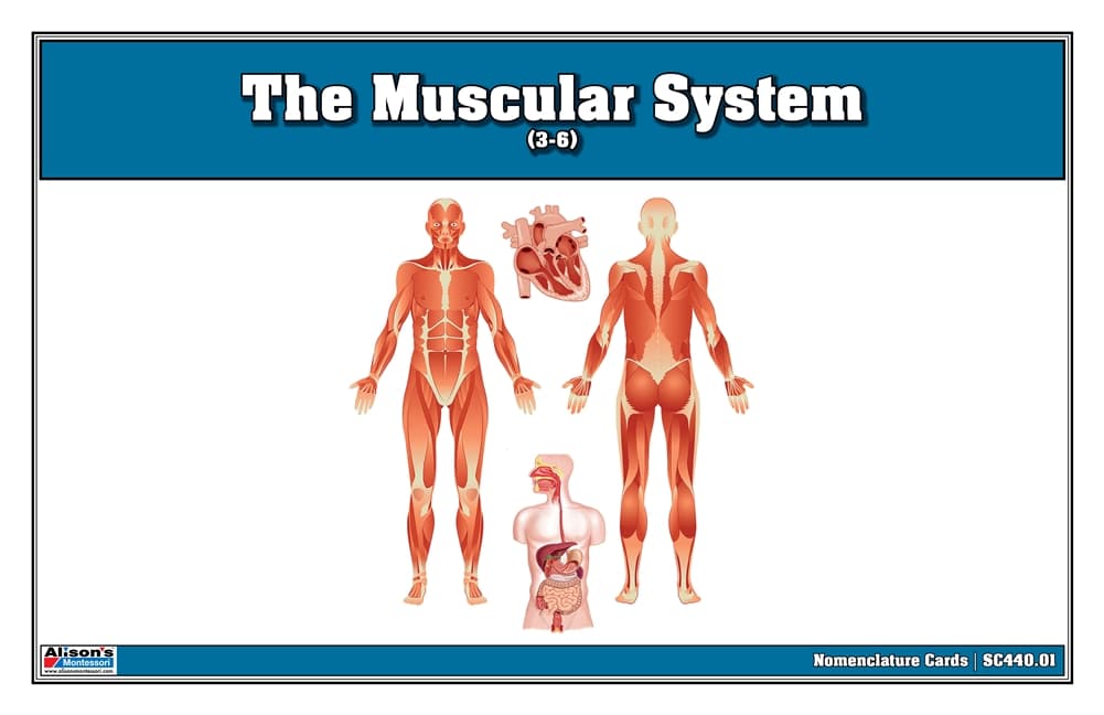 Muscular System – Nomenclature Cards (Ages 3–6)