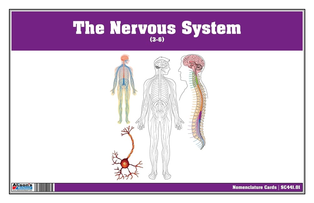 The Nervous System Nomenclature Cards(3-6)