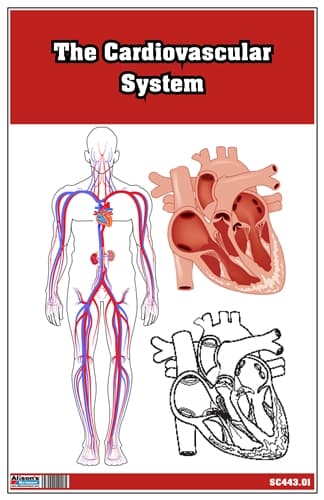 Cardiovascular System Cards – Laminate & Cut