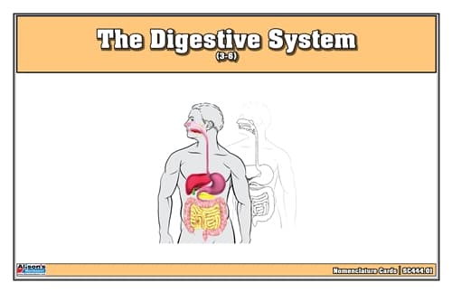 The Digestive System Nomenclature Cards (3-6)