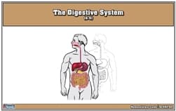 Digestive System – Nomenclature Cards (Ages 6–9)