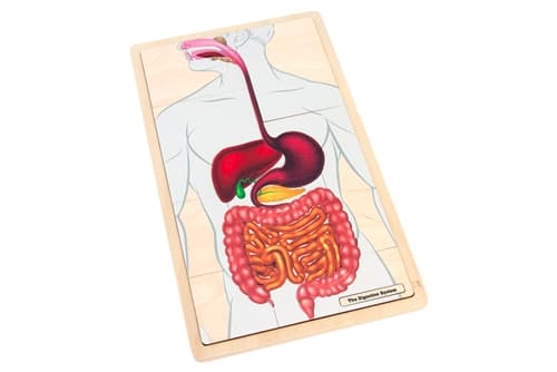 The Digestive System Puzzle and Cards (3-6)