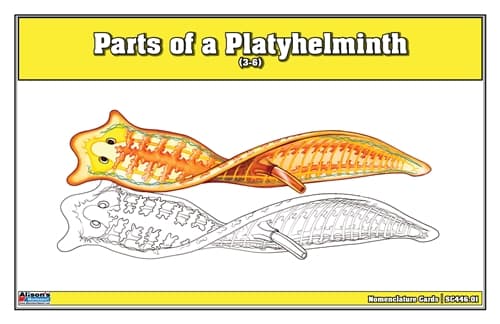 Flatworm Anatomy – Nomenclature Cards (3–6)