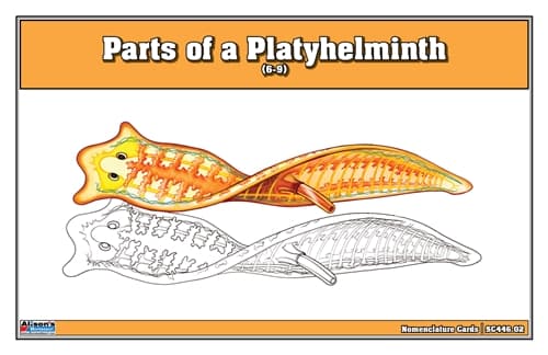 Flatworm Parts – Nomenclature Cards (Ages 6–9)