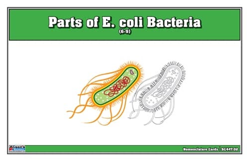 Parts of E. coli Bacteria Nomenclature Card (6-9)