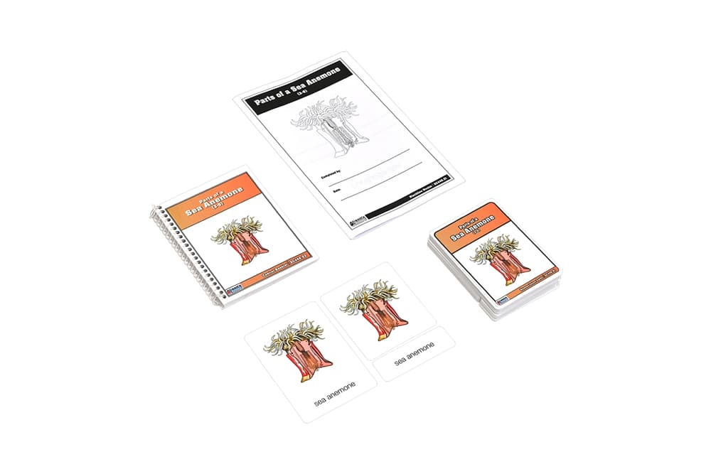Sea Anemone Anatomy – Nomenclature Cards (3–6)