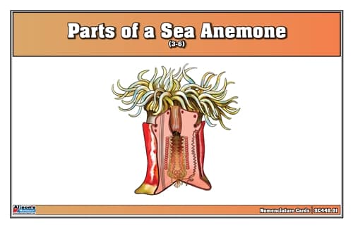 Sea Anemone Anatomy – Nomenclature Cards (3–6)