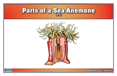 Parts of a Sea Anemone – Cards for Ages 6–9