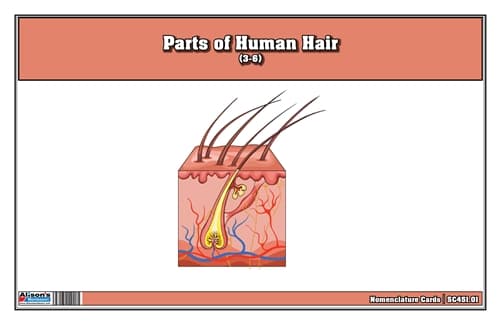 Human Hair Anatomy – Nomenclature Cards (3–6)