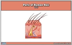 Hair Structure – Nomenclature Cards (Ages 6–9)