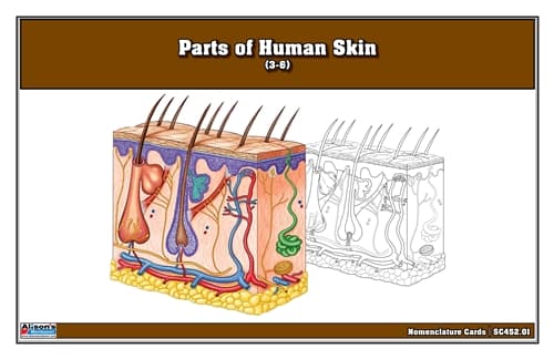Skin Anatomy Cards – Laminate & Cut (Ages 3–6)