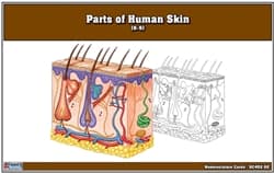 Human Skin Parts – Nomenclature Cards (Ages 6–9)