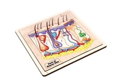 Parts of Human Skin Puzzle and Cards (3-6)