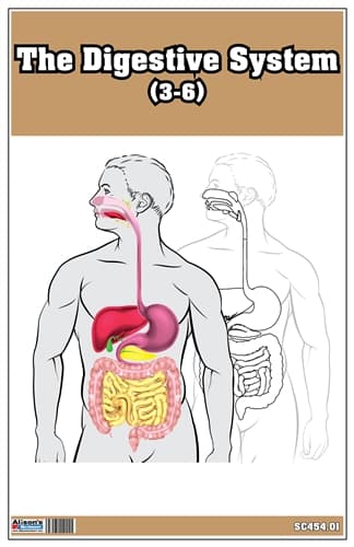 Human Digestive System – Cards (Ages 3–6)