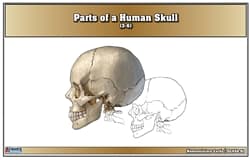 Human Skull Anatomy – Nomenclature Cards (3–6)