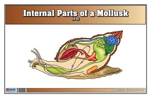 Internal Parts of Mollusk – Cards for Ages 3–6