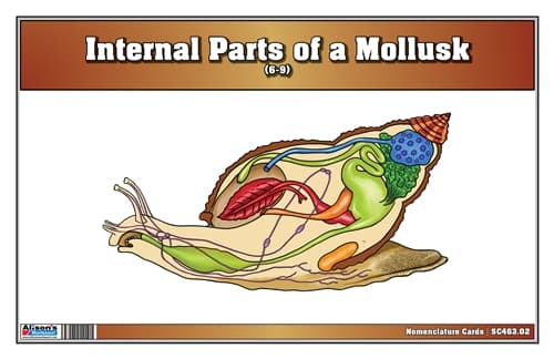 Internal Parts of Mollusk – Cards for Ages 6–9