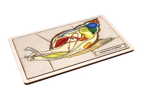 Internal Parts of a Mollusk Puzzle and Cards (3-6)