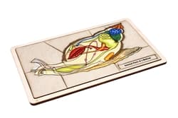 Internal Parts of a Mollusk Puzzle