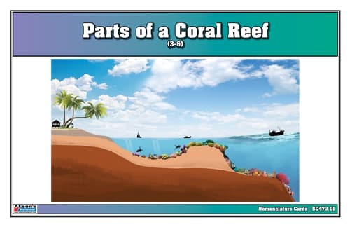 Coral Reef Anatomy – Nomenclature Cards (3–6)