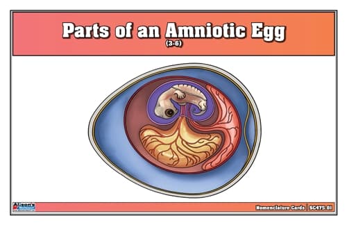 Amniotic Egg – Cards (Ages 3–6), Laminate & Cut
