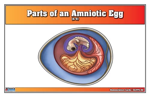 Amniotic Egg – Cards (Ages 6–9), Laminate & Cut