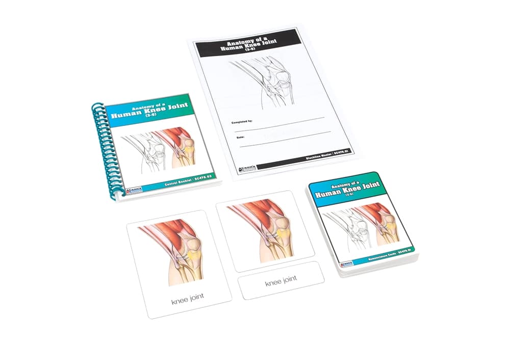 Human Knee Joint – Nomenclature Cards (Ages 3–6)