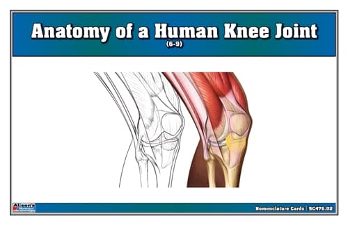 Parts of Human Knee – Nomenclature Cards (6–9)