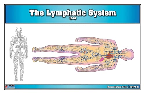 The Lymphatic System – Cards for Ages 3–6