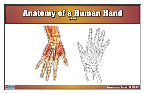 Hand Anatomy – Nomenclature Cards (Ages 6–9)