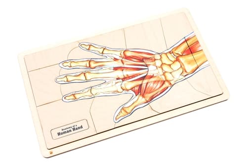 Anatomy of a Human Hand Puzzle and Cards (3-6)