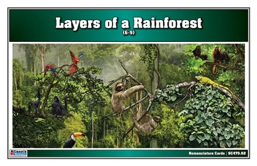 Layers of Rainforest – Cards for Ages 3–6